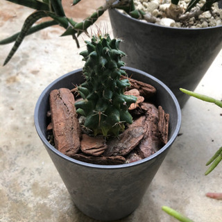 プランター  ダークグレーの画像