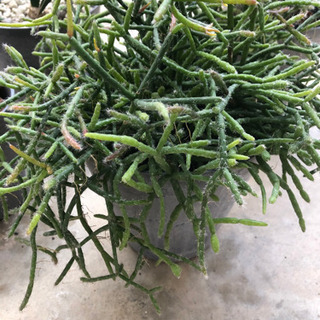 プランター  ダークグレーの画像