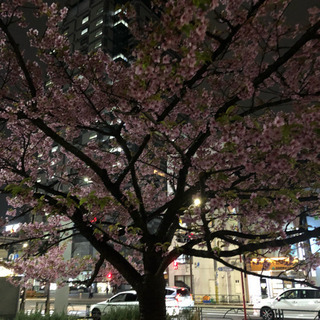【3/20(土)11時〜@錦糸公園】ふらっと立ち寄り花見🌸 - 友達