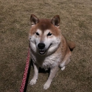 【急募】里親さん探してます