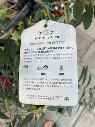 オリーブの木　植栽　3m以上あります