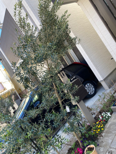 オリーブの木　植栽　3m以上あります