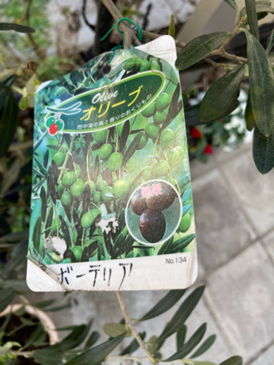 オリーブの木　植栽　3m以上あります
