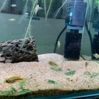 稚魚　10匹　アピストグラマカカトイデス ダブルレッドの画像