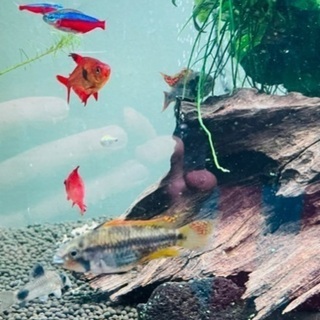 稚魚　10匹　アピストグラマカカトイデス ダブルレッドの画像