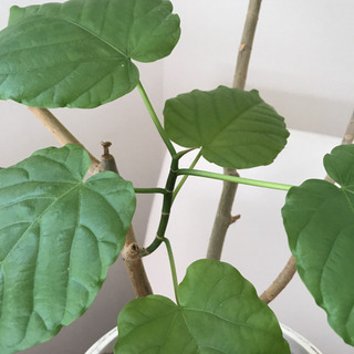 【現品】ウンベラータ　約130cmの画像