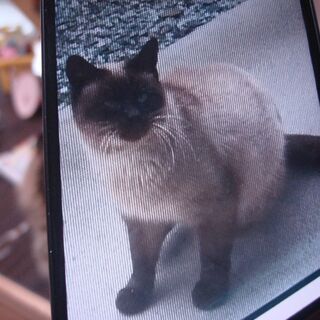 シャム猫・オス　　里親募集