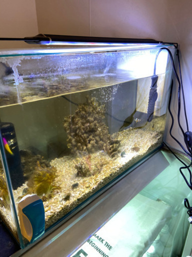 60センチ海水魚水槽一式