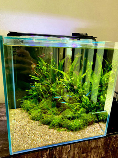 水槽　一式　アクアリウム
