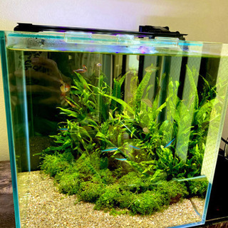 水槽　一式　アクアリウム