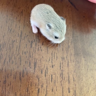 ロボロフスキー　ノーマルの画像