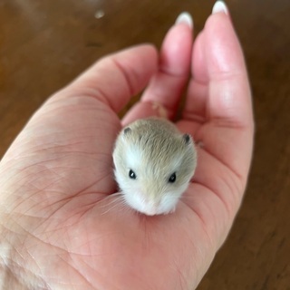 ロボロフスキー　ノーマルの画像