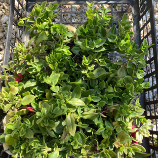 ベビーサンローズ苗　８ポットまとめて　多肉植物　
