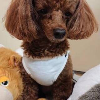 迷子犬 探してます！