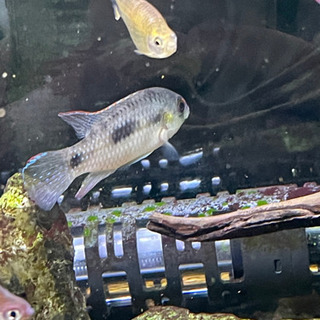 熱帯魚　無料でお譲り致します。ブラックテトラ　アノマロクロミス・...