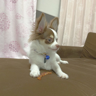 チワワ　オス　1歳