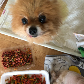 ﾌﾞﾘｰﾀﾞｰ引退犬里親募集
