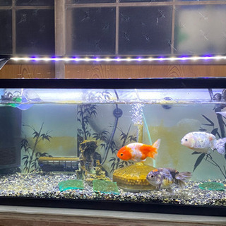 受け渡し決定90スリム水槽の画像