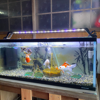 受け渡し決定90スリム水槽の画像