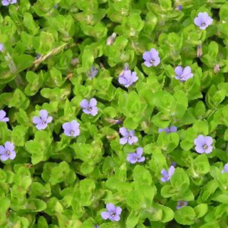 ウォーターバコパ抜き苗3本　水草　水生植物
