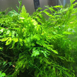 ボルビディス水草セット(熱帯魚水槽)金魚など
