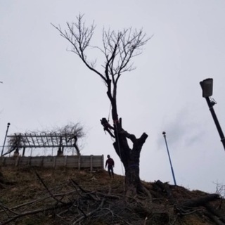ツリークライミング 剪定、伐採