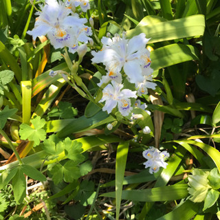 シャガ 苗 10本の画像