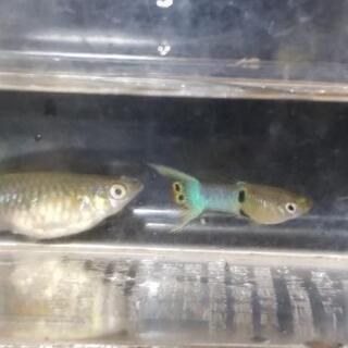 熱帯魚色々まとめて6匹❤️お値引き❤️