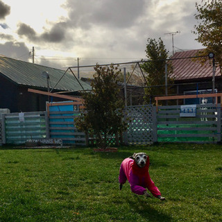 ドッグランCaffe