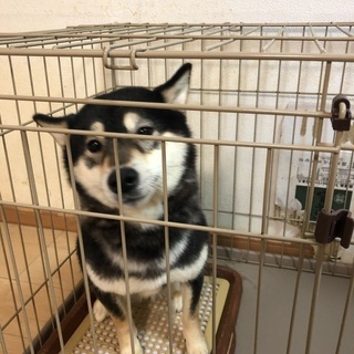 里親募集　【柴犬】
