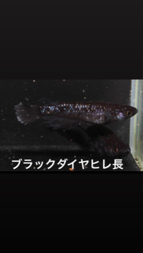メダカ ブラックダイヤヒレ長ワンペア！