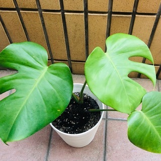 かわいい葉のモンステラ鉢植え