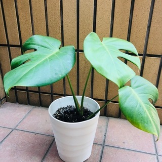 かわいい葉のモンステラ鉢植えの画像