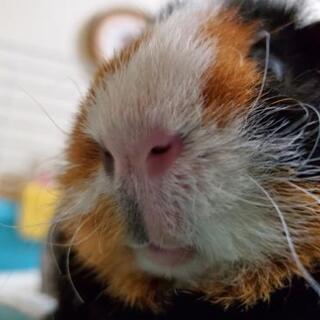 動物の鼻⭐おしり⭐寝姿好きさん