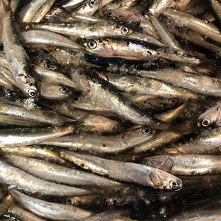海産物販売します！！２００円〜