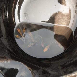 メダカ販売します