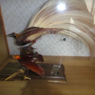 極楽鳥の剝製の画像