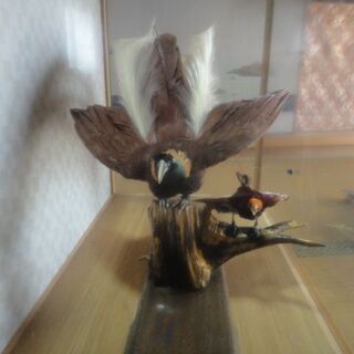 極楽鳥の剝製の画像