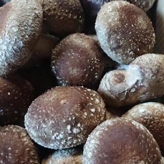 はねだし椎茸や乾燥椎茸売りますの画像