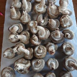 はねだし椎茸や乾燥椎茸売りますの画像