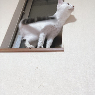 里親募集