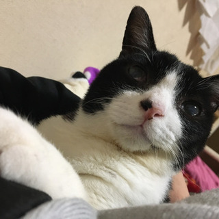 白黒のハチワレ猫を探しています！