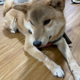 すぐに引き取り手を探しています。保護施設なども検討中です。