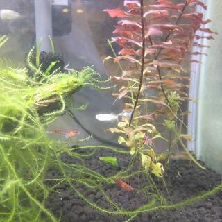 ♧エビ２匹＋エビシェルター２つ＋水草＋エビの栄養餌　セット