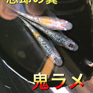 忘却の翼　メダカ　有精卵　１個100円　針子1匹100から