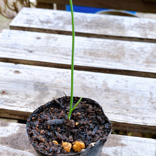 チャイブ 植物苗  ハーブ