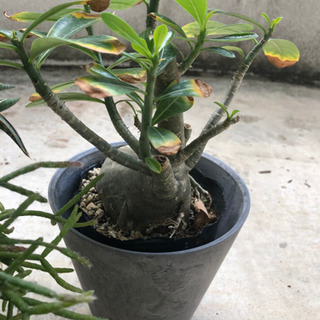 プランター  ダークグレーの画像