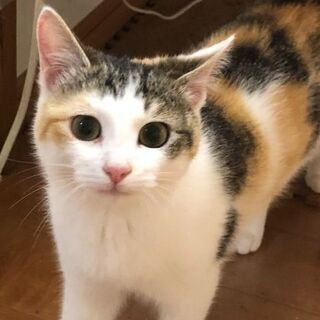 受付休止　7ヶ月の女のコ４匹です写真更新