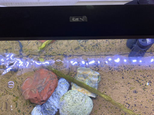 60L 水槽　GEX  13000