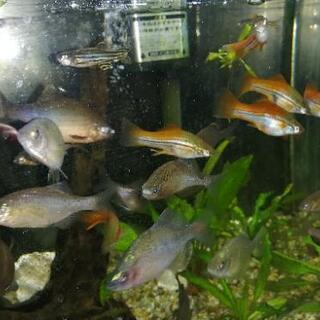 熱帯魚☆ネオンソードテール８匹＋稚魚１匹☆卵胎生メダカ　オマケ有...